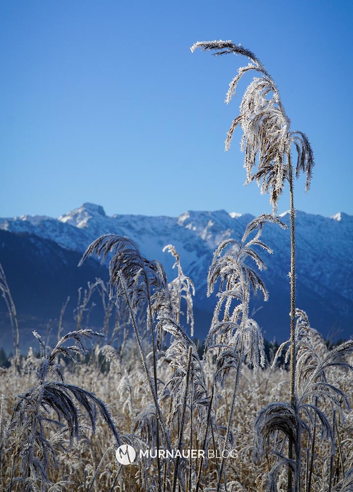 Die Hohe Kisten im Estergebirge mit Schnee bedeckt, im Vordergrund Schilff