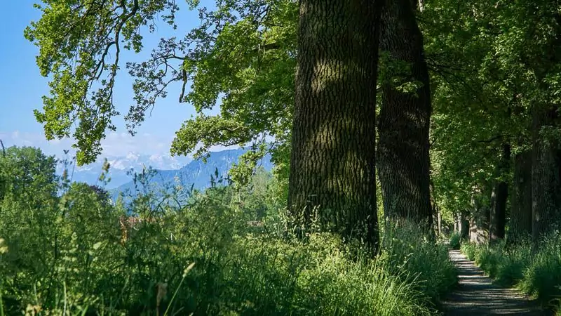 Spaziergang durch die Kottmüller Allee