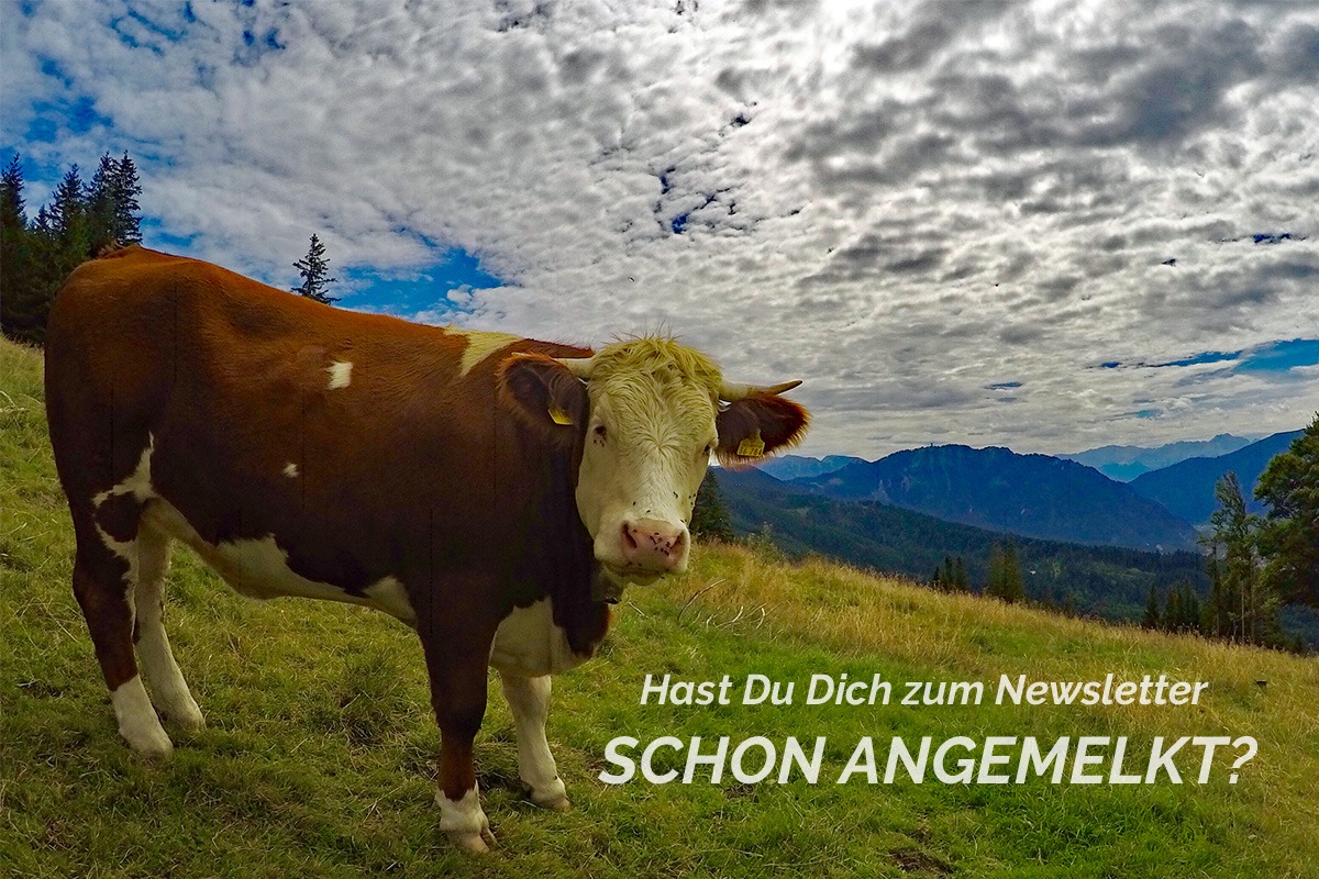 Newsletter mit Kuh!